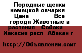 Породные щенки немецкой овчарки › Цена ­ 24 000 - Все города Животные и растения » Собаки   . Хакасия респ.,Абакан г.